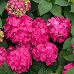 Endless Summer® Summer Crush® Bigleaf Hydrangea -Greatgardenplants 640 2721 popup