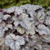 Dolce® 'Frosted Berry' Coral Bells -Greatgardenplants 654 Dolce Frosted Berry Heuchera 1