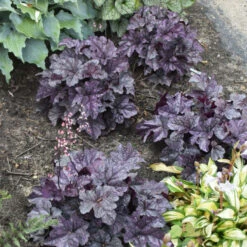 Dolce® 'Frosted Berry' Coral Bells -Greatgardenplants 654 Dolce Frosted Berry Heuchera 3