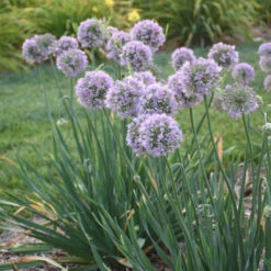 'Bubble Bath' Allium 9 'Bubble Bath' Allium -Greatgardenplants 658 Bubble Bath Allium 2