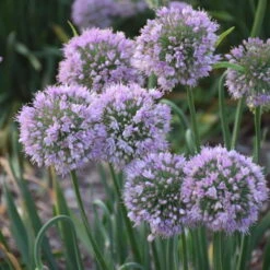 'Bubble Bath' Allium 8 'Bubble Bath' Allium -Greatgardenplants 658 Bubble Bath Allium 3