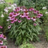 Color Coded® 'The Fuchsia Is Bright' Coneflower -Greatgardenplants 661 Color Coded The Fuchsia Is Bright Coneflower 1