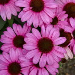 Color Coded® 'The Fuchsia Is Bright' Coneflower -Greatgardenplants 661 Color Coded The Fuchsia Is Bright Coneflower 3
