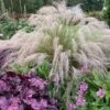 'Undaunted' Muhlygrass