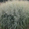 Prairie Winds® 'Niagara Falls' Switchgrass -Greatgardenplants 666 Prairie Winds Niagara Falls Switchgrass 2