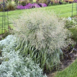 Prairie Winds® 'Niagara Falls' Switchgrass -Greatgardenplants 666 Prairie Winds Niagara Falls Switchgrass 3