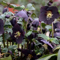 Honeymoon® New York Night Lenten Rose -Greatgardenplants 668 Honeymoon New York Night Lenten Rose 3