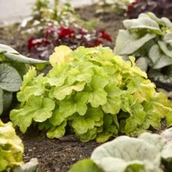 Primo® Pistachio Ambrosia Coral Bells -Greatgardenplants 669 Primo Pistachio Ambrosia Coral Bells 3