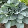 Shadowland® 'Above The Clouds' Hosta -Greatgardenplants 672 Shadowland Above The Clouds Hosta 1