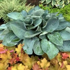 Shadowland® 'Above The Clouds' Hosta -Greatgardenplants 672 Shadowland Above The Clouds Hosta 3