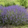 'Imperial Gem' Lavender