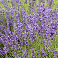 'Imperial Gem' Lavender -Greatgardenplants 677 Imperial Gem Lavender 3