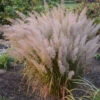 Korean Feather Reed Grass -Greatgardenplants 678764180fd11df8c043486fbab8abf6
