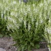 'White Profusion' Salvia -Greatgardenplants 685 White Profusion Salvia 5