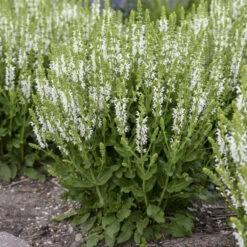 'White Profusion' Salvia