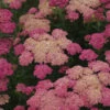 'Sassy Summer Taffy' Yarrow -Greatgardenplants 689 Sassy Summer Taffy Yarrow 2