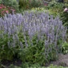 'Blue Fortune' Hummingbird Mint -Greatgardenplants 690 Blue Fortune Hummingbird Mint 1
