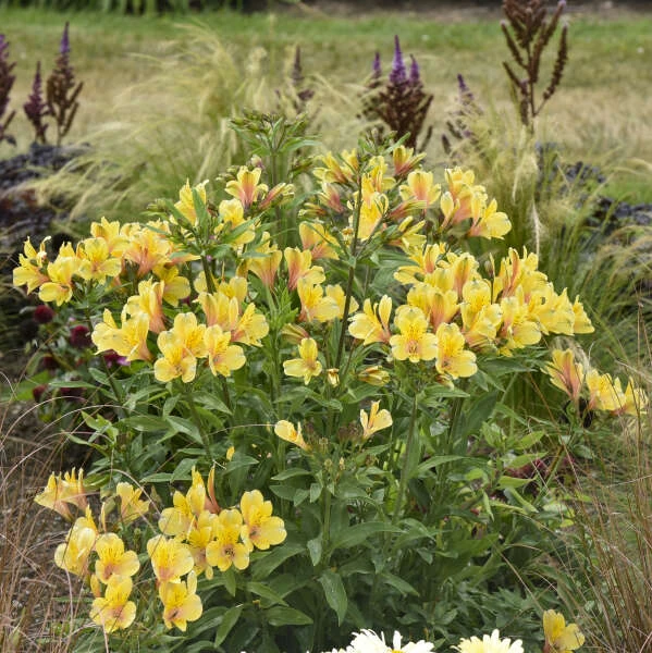 'Golden Tiara' Peruvian Lily (Alstroemeria) 5 'Golden Tiara' Peruvian Lily (Alstroemeria) - Image 3