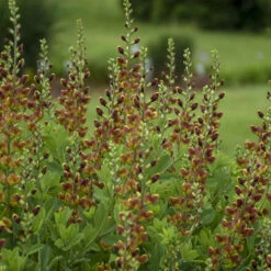 Decadence® 'Cherries Jubilee' False Indigo -Greatgardenplants 697 Decadence Cherries Jubilee False Indigo 4