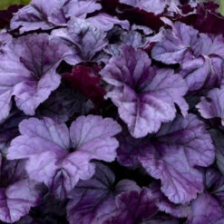 Dolce® 'Wildberry' Coral Bells -Greatgardenplants 6ba28e8aa1412fb50d7cd302fba8207e
