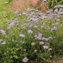 'Butterfly Blue' Pincushion Flower -Greatgardenplants 6e70dce264d17b2b8e61e8ea19bfbf06