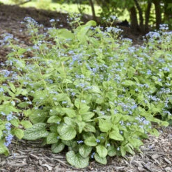 'Jack Of Diamonds' Siberian Bugloss -Greatgardenplants 6faf0d3a285a7519e36a27c802aeff77