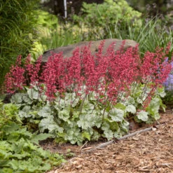 Dolce® 'Spearmint' Coral Bells -Greatgardenplants 6fd96cbc9202b8d92e765d646a4941aa