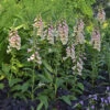 'Dalmatian Peach' Foxglove -Greatgardenplants 703 Dalmatian Peach Foxglove 2