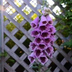 'Sugar Plum' Foxglove