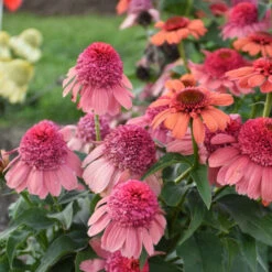 Double Dipped™ 'Rainbow Sherbet' Coneflower -Greatgardenplants 706 Double Dipped Rainbow Sherbet Coneflower 3