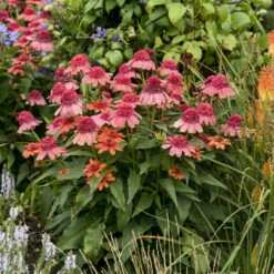Double Dipped™ 'Rainbow Sherbet' Coneflower -Greatgardenplants 706 Double Dipped Rainbow Sherbet Coneflower 4