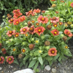 'Arizona Red Shades' Blanket Flower -Greatgardenplants 710 Arizona Red Shades Blanket Flower 3