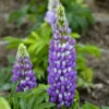 Mini Gallery™ Blue Bicolor Lupine -Greatgardenplants 714 Mini Gallery Blue Bicolor Lupine