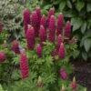Mini Galleryâ„¢ Red Lupine 2 Mini Galleryâ„¢ Red Lupine -Greatgardenplants 716 Mini Gallery Red Lupine 2