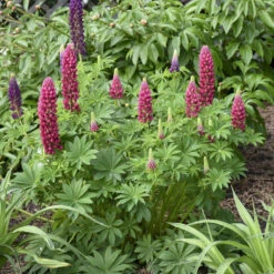 Mini Gallery™ Red Lupine -Greatgardenplants 716 Mini Gallery Red Lupine 4