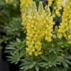 Mini Gallery™ Yellow Lupine -Greatgardenplants 717 Mini Gallery Yellow Lupine 1