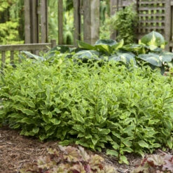 'Autumn Glow' Formosa Toad Lily -Greatgardenplants 720 Autumn Glow Formosa Toad Lily 5