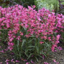 Bejeweled™ 'Pink Pearls' Beardtongue -Greatgardenplants 7206b84fdb86834eddf508c792f96850