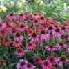 Summersong™ Firefinch™ Coneflower -Greatgardenplants 733 Summersong Firefinch Coneflower 4