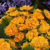 Bouquet Perfect™ 'Mandarin' Primrose -Greatgardenplants 740a032cff6168d523c35c6de0b3b34b