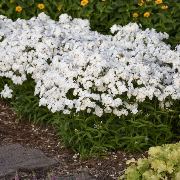 'Opening Act White' Hybrid Phlox 3 'Opening Act White' Hybrid Phlox