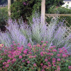 Russian Sage -Greatgardenplants 7eb4f99bec5744fa0c6053098048f21d