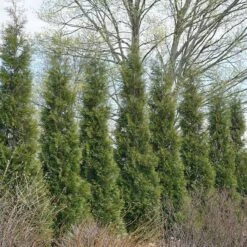 Full Speed A Hedge® 'American Pillar' Arborvitae -Greatgardenplants 800 3356 popup sw
