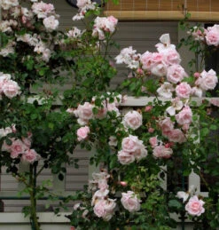 Climbing Rose Collection -Greatgardenplants 8138d7ca9c5da0d3ff4534711f9e8bf857919d33 86a1a1a23a3cba0445cbc26ace91ff1e51b18eb5 facebook