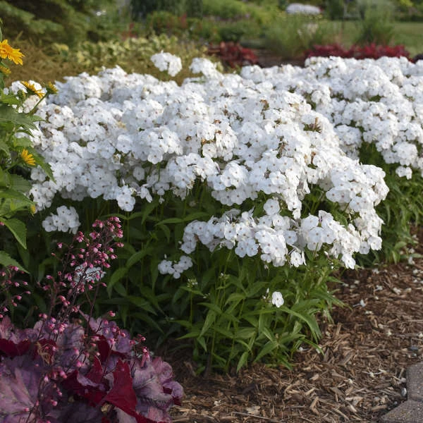 'Opening Act White' Hybrid Phlox 4 'Opening Act White' Hybrid Phlox - Image 2