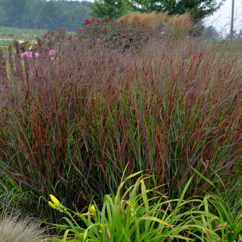 Prairie Winds® 'Cheyenne Sky' Switchgrass 3 Prairie Winds® 'Cheyenne Sky' Switchgrass