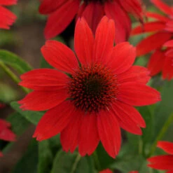 Sombrero® Salsa Red Coneflower -Greatgardenplants 83f01a0420fa49b16e7eacffe9a67ecb