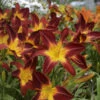 Rainbow Rhythm® 'Ruby Spider' Daylily -Greatgardenplants 843232722e226db50342951df2a564a3