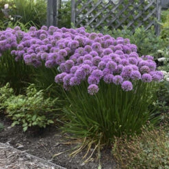 'Millenium' Allium -Greatgardenplants 84c55f6ee83f67044b932c16a12b7178
