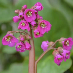'Winterglut' Pigsqueak -Greatgardenplants 8547f607750c9dd0a436936bfb38d76f
